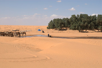 Wasserstelle in der Sahara - obrazy, fototapety, plakaty