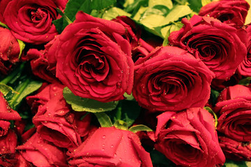 Red roses with leaves