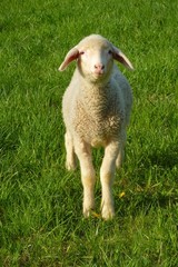 Obraz premium Schafe auf der Weide