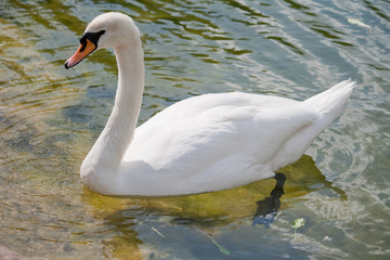 white swan