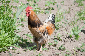 rooster
