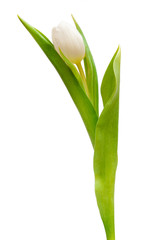 one tulip
