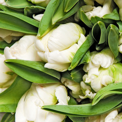 Fototapeta premium tulipany