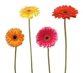 four flowers