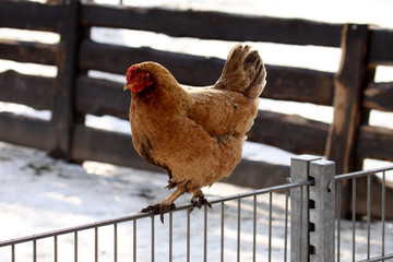 Huhn auf einem Zaun