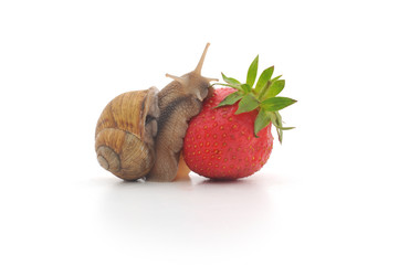 snail and strawberries