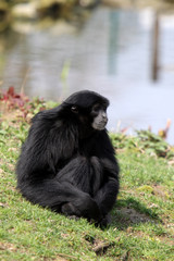 Siamang