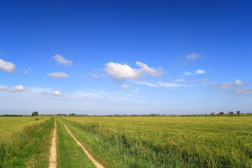 Path in a green field on a sunny day