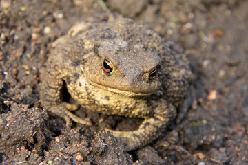 The brown Toad