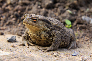 The brown Toad