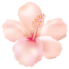 Softy hibiscus. Vector. © davorr