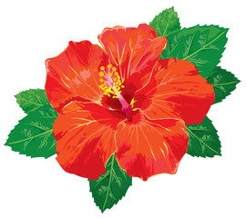 Hibiscus without gradients. Vector © davorr