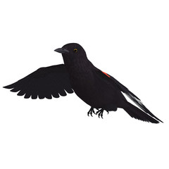 Male Red-winged Blackbird. 3D rendering with clipping path and s