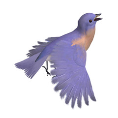 Bird Female Western Bluebird. 3D rendering with clipping path an