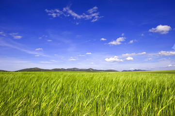 Barley field