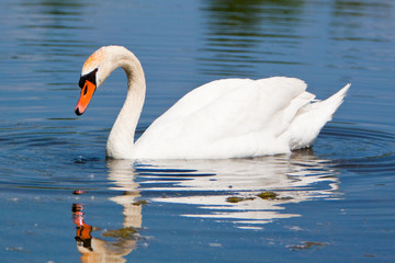 A beautiful mute swan in a pond