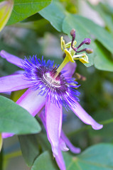 トケイソウの花