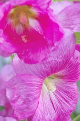 Zelfklevend Fotobehang Stokroos bloemen © frotto
