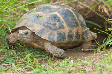 a spur-thighed turtle coming out from its refuge