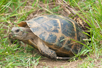 a spur-thighed turtle coming out from its refuge