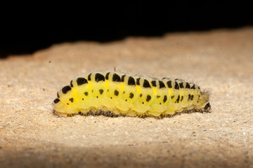 Five-spot Burnet caterpillar / Zygaena trifolii