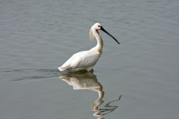 spoonbill (Platalea leucorodia)