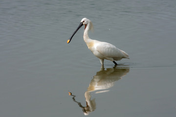spoonbill (Platalea leucorodia)