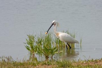 spoonbill (Platalea leucorodia)