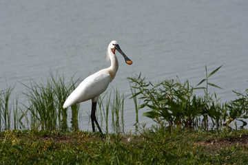 spoonbill (Platalea leucorodia)