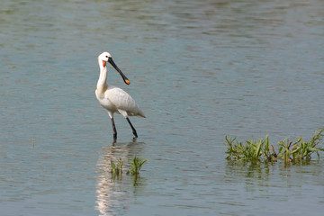 spoonbill (Platalea leucorodia)