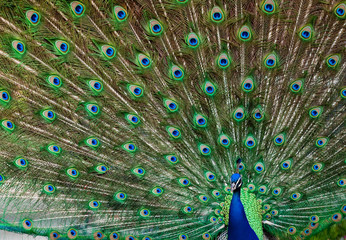 Naklejka premium Portret pawia