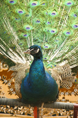 Peacock