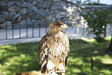 Eagle
