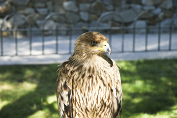 Eagle