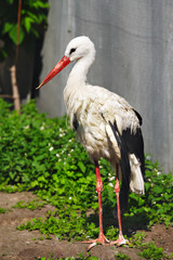 Nice big stork