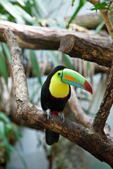 colorful Tucan bird