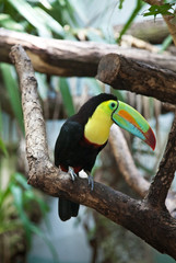 Tucan bird