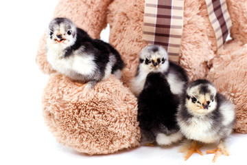 petits poussins sur une peluche © Magalice