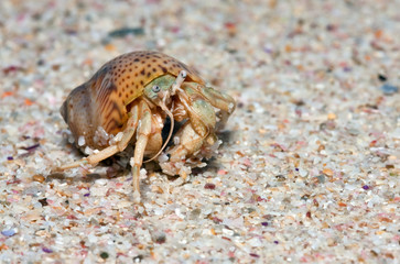 Closeup of a wet crab in a shell walking on the beach