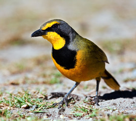 Bokmakierie closeup sitting on the grass, looking for food
