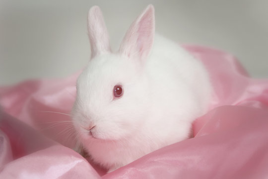 albino rabbit