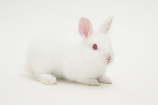 white rabbit white background
