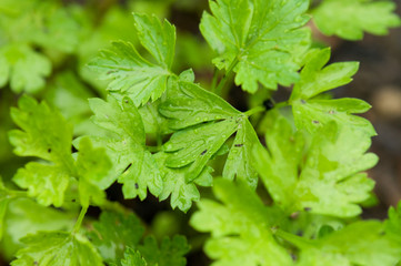 Parsley background