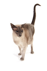Blue point Siamese cat