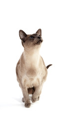 Blue point Siamese cat