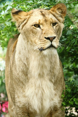 Lioness
