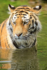 Fototapeta na wymiar Tygrys syberyjski