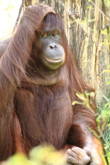 Orangutan © MM