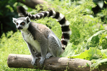 Lemur