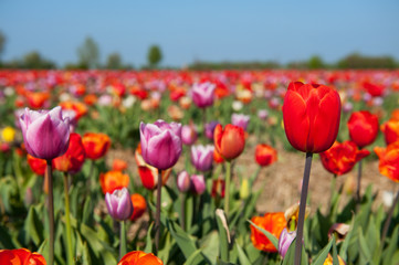 Colorful tulips in Holland